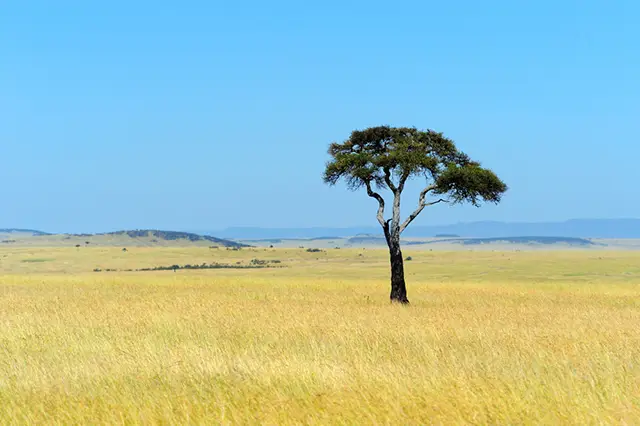 Accacia
