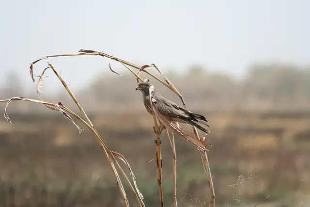 oiseau1