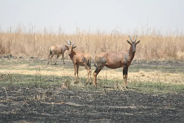 animaux de la savane