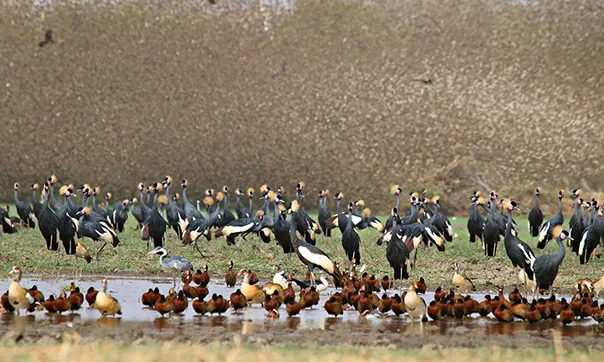 OISEAUX