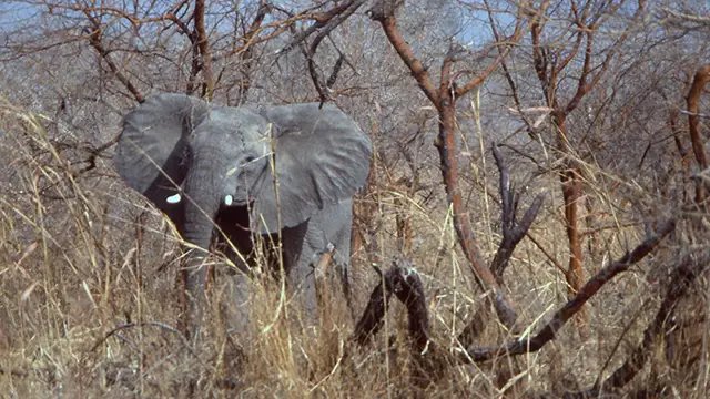 Eléphant de la savane