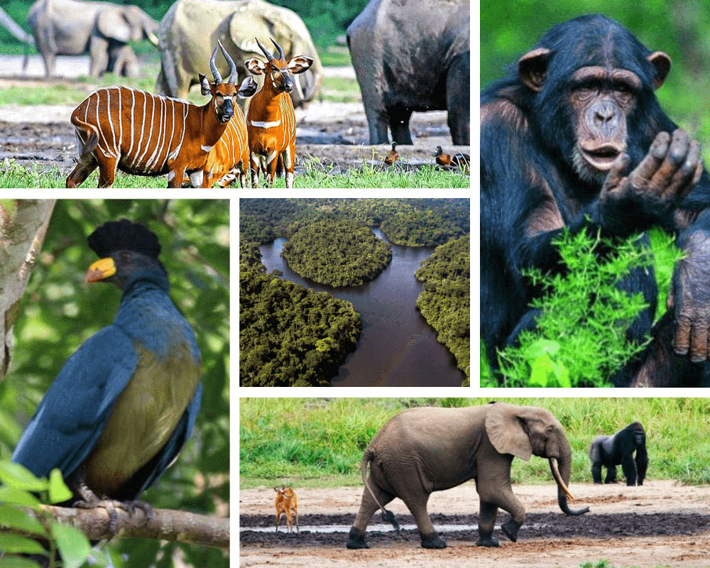 le cameroun se vit la faune cameroun
