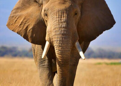 Éléphant Cameroun paysage