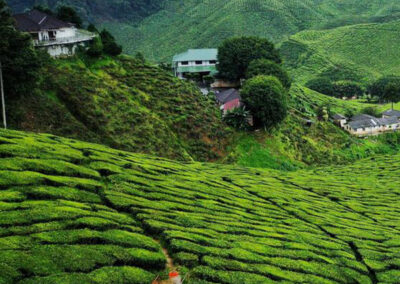 paysage vert cameroun